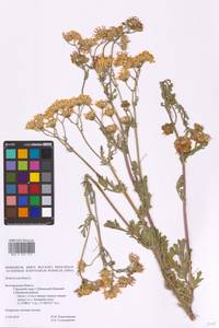 Jacobaea vulgaris subsp. vulgaris, Eastern Europe, Central forest-and-steppe region (E6) (Russia)