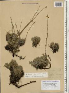 Artemisia alpina Pall. ex Willd., Caucasus, Black Sea Shore (from Novorossiysk to Adler) (K3) (Russia)