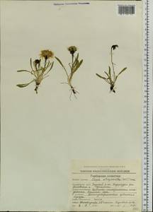 Crepis chrysantha (Ledeb.) Turcz., Siberia, Chukotka & Kamchatka (S7) (Russia)