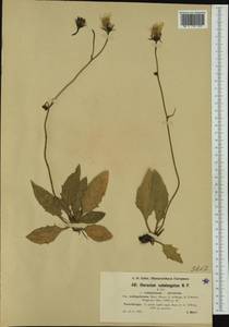 Hieracium wilczekianum subsp. walfagehrense (Murr) Zahn, Western Europe (EUR) (Austria)
