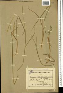 Thinopyrum intermedium subsp. intermedium, Caucasus, Armenia (K5) (Armenia)