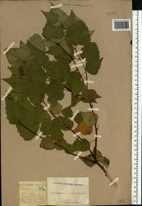 Betula pendula Roth, Eastern Europe, South Ukrainian region (E12) (Ukraine)