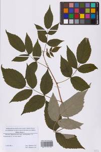 Rubus idaeus L., Eastern Europe, Moscow region (E4a) (Russia)
