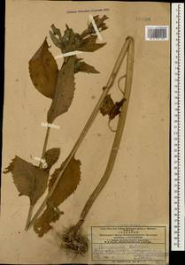 Campanula latifolia L., Caucasus, Azerbaijan (K6) (Azerbaijan)