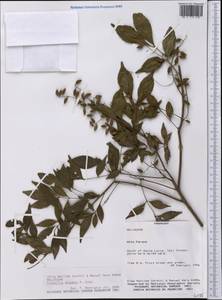 Trichilia elegans A. Juss., America (AMER) (Paraguay)