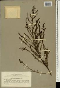 Suaeda altissima (L.) Pall., Crimea (KRYM) (Russia)