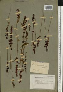 Rumex marschallianus Rchb., Eastern Europe, Lower Volga region (E9) (Russia)