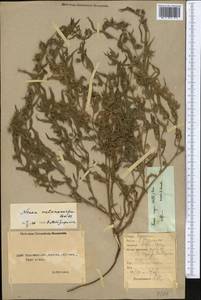 Nonea caspica (Willd.) G.Don, Middle Asia, Northern & Central Kazakhstan (M10) (Kazakhstan)