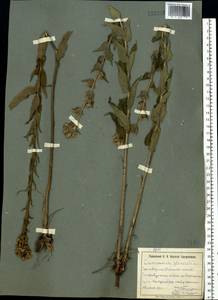 Campanula glomerata L., Eastern Europe, South Ukrainian region (E12) (Ukraine)