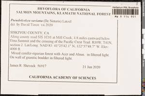 Lescuraea saviana (De Not.) E. Lawton, Bryophytes, Bryophytes - America (BAm) (United States)