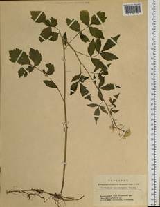 Cardamine macrophylla Willd., Siberia, Altai & Sayany Mountains (S2) (Russia)