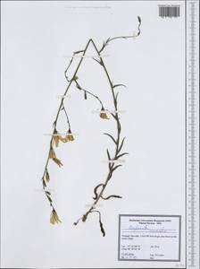 Campanula rapunculus L., Western Europe (EUR) (Portugal)