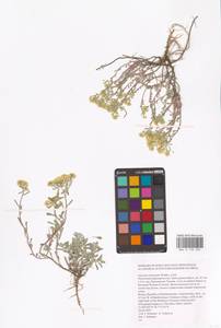 Odontarrhena tortuosa subsp. tortuosa, Eastern Europe, Eastern region (E10) (Russia)