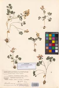 Corydalis teberdensis A.P.Khokhr., Caucasus, Stavropol Krai, Karachay-Cherkessia & Kabardino-Balkaria (K1b) (Russia)