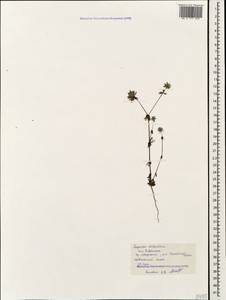 Asperula arvensis L., Caucasus, Black Sea Shore (from Novorossiysk to Adler) (K3) (Russia)