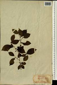 Ilex serrata Thunb., South Asia, South Asia (Asia outside ex-Soviet states and Mongolia) (ASIA) (Japan)
