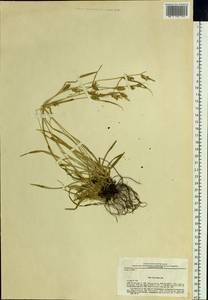Carex diluta M.Bieb., Eastern Europe, Eastern region (E10) (Russia)