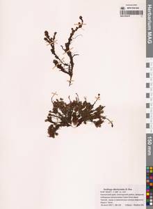 Saxifraga cherlerioides D.Don, Siberia, Chukotka & Kamchatka (S7) (Russia)