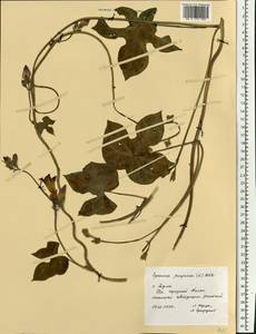 Ipomoea purpurea (L.) Roth, Eastern Europe, Central region (E4) (Russia)