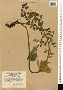 Euphorbia glaberrima K.Koch, Caucasus, South Ossetia (K4b) (South Ossetia)