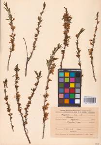 Prunus tenella Batsch, Eastern Europe, Central forest-and-steppe region (E6) (Russia)