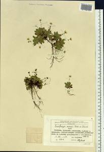 Micranthes merkii subsp. merkii, Siberia, Chukotka & Kamchatka (S7) (Russia)