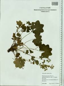 Alchemilla stellaris Juz., Eastern Europe, Volga-Kama region (E7) (Russia)