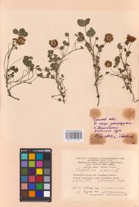 Trifolium repens L., Eastern Europe, Eastern region (E10) (Russia)