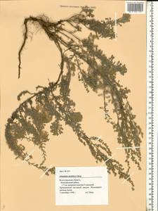 Artemisia austriaca Jacq., Eastern Europe, Lower Volga region (E9) (Russia)