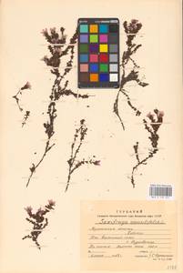 Saxifraga oppositifolia L., Eastern Europe, Northern region (E1) (Russia)
