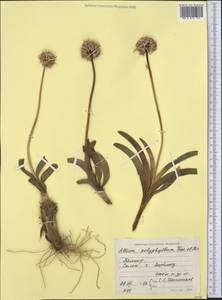 Allium carolinianum Redouté, Middle Asia, Pamir & Pamiro-Alai (M2) (Tajikistan)