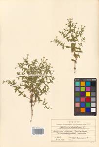 Mesostemma dichotomum (L.) Arabi, Rabeler & Zarre, Siberia, Russian Far East (S6) (Russia)