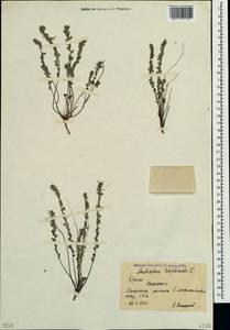 Andrachne telephioides L., Crimea (KRYM) (Russia)