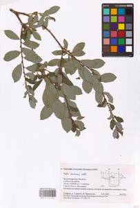 Salix starkeana Willd., Eastern Europe, Central region (E4) (Russia)