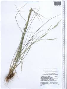Piptatherum songaricum (Trin. & Rupr.) Roshev., Middle Asia, Western Tian Shan & Karatau (M3) (Kyrgyzstan)