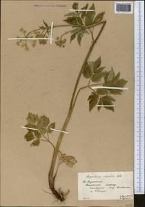 Aegopodium alpestre Ledeb., Middle Asia, Western Tian Shan & Karatau (M3) (Kazakhstan)