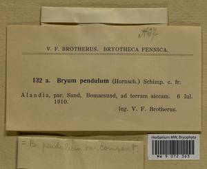 Ptychostomum compactum Hornsch., Bryophytes, Bryophytes - Western Europe (BEu) (Finland)