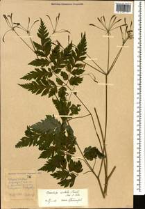 Osmorhiza aristata (Thunb.) Rydb., Caucasus, Stavropol Krai, Karachay-Cherkessia & Kabardino-Balkaria (K1b) (Russia)