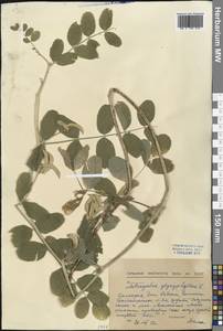 Astragalus glycyphyllos L., Western Europe (EUR) (Bulgaria)