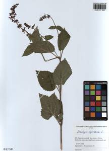 Stachys sylvatica L., Siberia, Altai & Sayany Mountains (S2) (Russia)