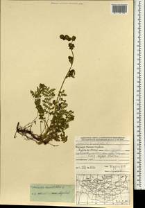 Artemisia tanacetifolia L., Mongolia (MONG) (Mongolia)