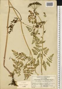 Conioselinum tataricum Hoffm., Eastern Europe, Moscow region (E4a) (Russia)
