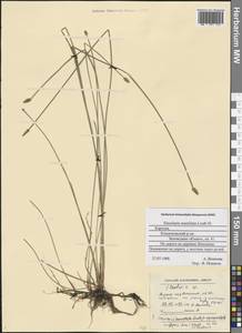 Eleocharis mamillata (H.Lindb.) H.Lindb., Eastern Europe, Northern region (E1) (Russia)