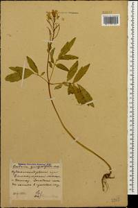 Cardamine quinquefolia (M.Bieb.) Schmalh., Caucasus, Stavropol Krai, Karachay-Cherkessia & Kabardino-Balkaria (K1b) (Russia)