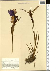 Iris ensata Thunb., Siberia, Russian Far East (S6) (Russia)