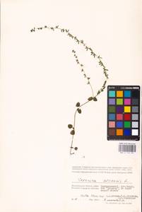 MHA 0 159 931, Veronica arvensis L., Eastern Europe, Lower Volga region (E9) (Russia)