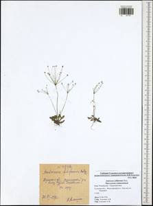Androsace filiformis Retz., Eastern Europe, Central region (E4) (Russia)