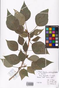 Populus tremuloides Michx., Eastern Europe, Central region (E4) (Russia)