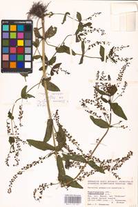 MHA 0 159 820, Veronica anagallis-aquatica L., Eastern Europe, Lower Volga region (E9) (Russia)