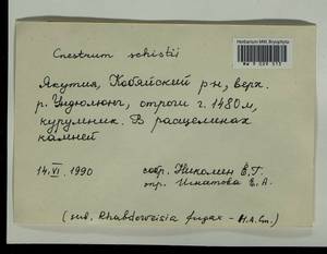 Cnestrum schisti (F. Weber & D. Mohr) I. Hagen, Bryophytes, Bryophytes - Yakutia (B19) (Russia)